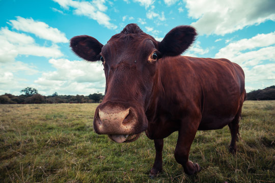 Close up of a cow standing in a field
