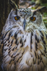 beautiful owl with intense eyes and beautiful plumage