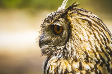 look, beautiful owl with intense eyes and beautiful plumage