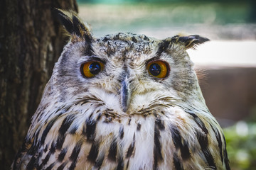 predator, beautiful owl with intense eyes and beautiful plumage