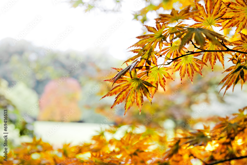 Wall mural Autumn Landscape.