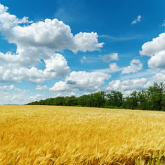 Fototapeta premium golden harvest and clouds in blue sky
