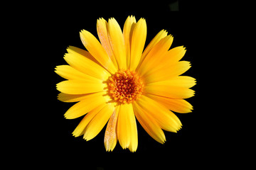 yellow calendula flower on black isolated background