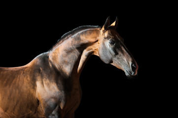 Golden bay Akhal-teke horse on the dark background