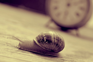land snail and clock, in sepia tone © nito