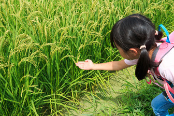 稲穂とふれ合う子供