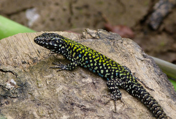 lucertola muraiola (Podarcis muralis)