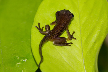 Frosch Kaulquappe Metamorphose