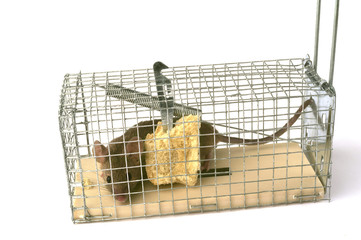 Scoop or mouse trap