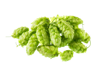 Hops isolated on a white background