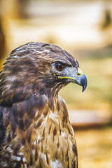 eagle, diurnal bird of prey with beautiful plumage and yellow be