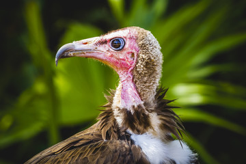 Vulture detail scavenger head with large beak and intense look