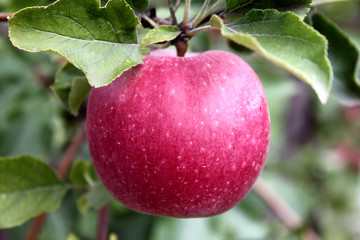 red apple on a tree