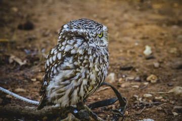 cute little owl, gray and yellow beak and white feathers