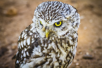 predator, cute little owl, gray and yellow beak and white feathe