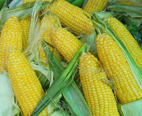 cobs of fresh corn