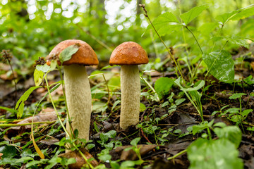 orange cap boletes