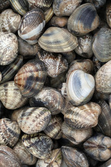 Coques de Noirmoutier