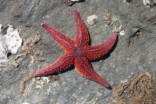 Etoile de Mer rouge