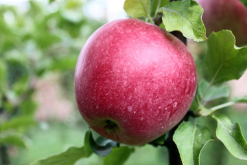 red apple on a tree