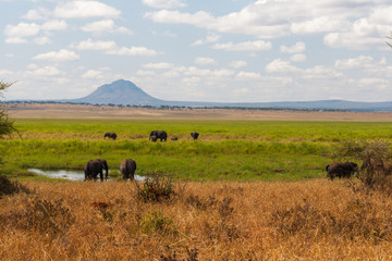 Elephants in Tarangire NP