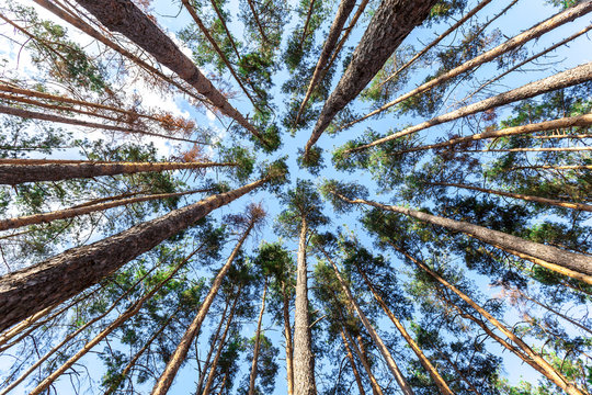 Fototapeta spruce trunks converge in perspective in blue sky