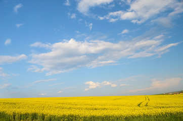 Big cloud on blue sky over yellow rape field (war in Ukraine, Uk