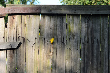 Old wooden fence with yellow flower.old wooden fence with yellow