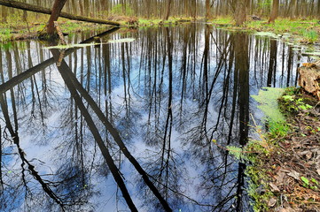 Krajobraz wiejski, leśne bagno © janmiko