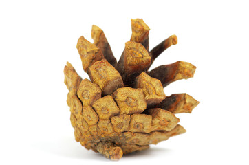 Pine cone isolated on white, clipping path included
