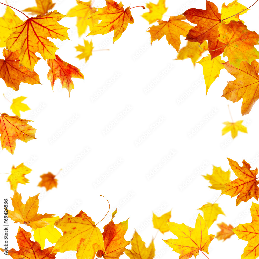 Wall mural falling autumn maple leaves frame isolated on white