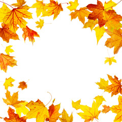 Falling autumn maple leaves frame isolated on white