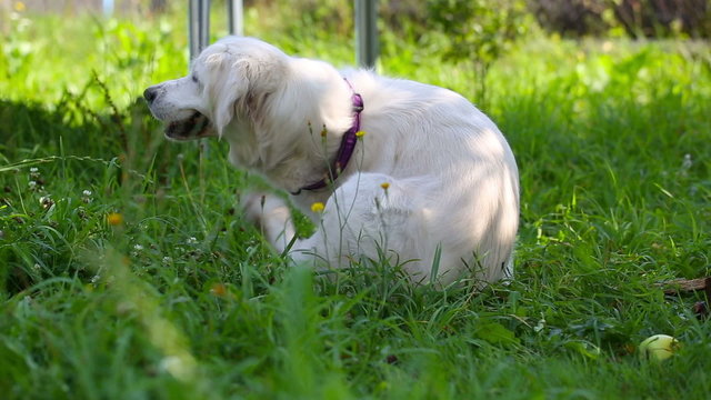 beautiful golden retriever dog itches in the grass