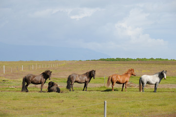 Naklejka na ściany i meble chevaux islandais