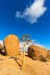 Quiver Tree and the rocks