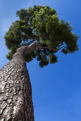 Tall maritime pine