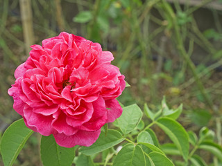 A red rose