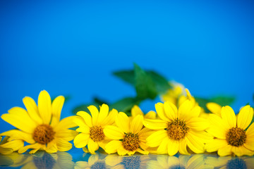 yellow daisies
