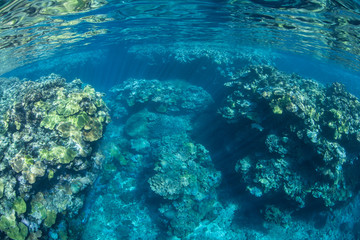 Coral Reef Surface Area