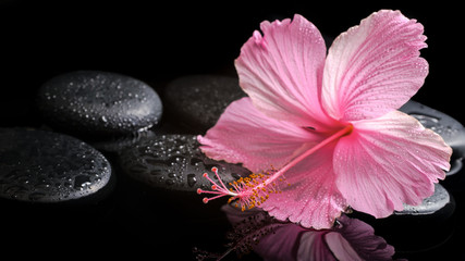 Fototapeta na wymiar spa concept of blooming pink hibiscus on zen stones with drops