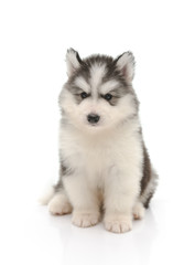 Cute little husky puppy isolated on white