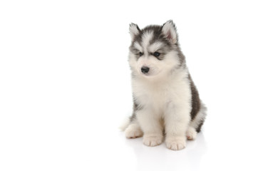 Cute little husky puppy isolated on white