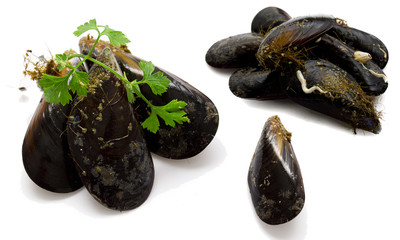 fresh mussels isolated