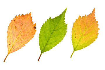 autumn sakura leaves