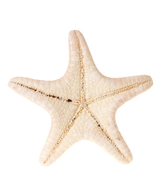 Starfish isolated on white