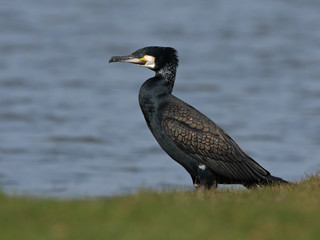 Kormoran