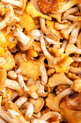 Chanterelles 1