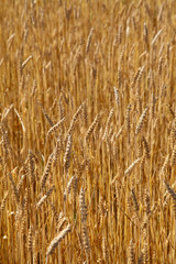 Wheat field, sunny day