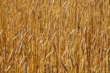 Wheat field, sunny day