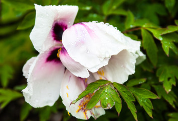 Pale pink peony flower with drops of dew